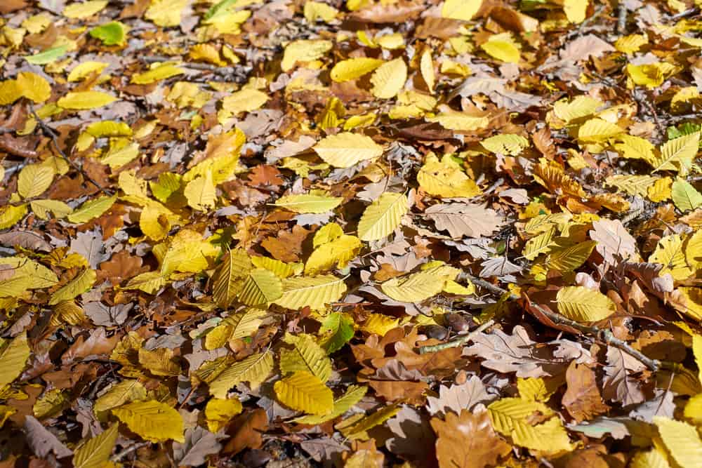 How Long Does It Take For Leaves To How Gem