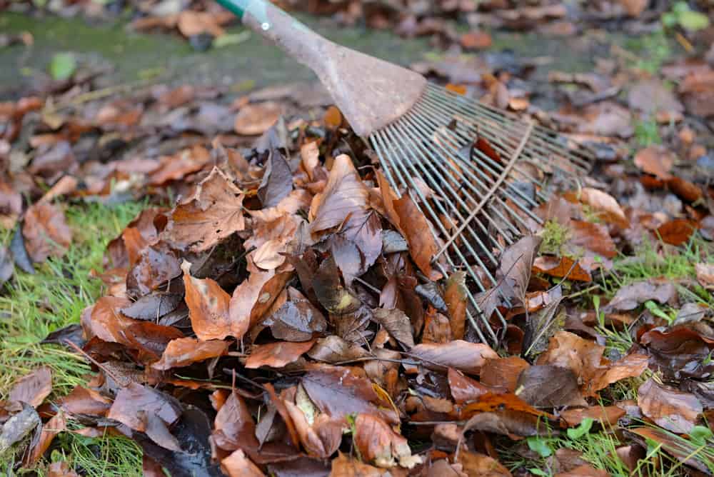 Can you compost leaves by yourself?