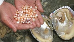 How Long to Form Cultured Pearl?