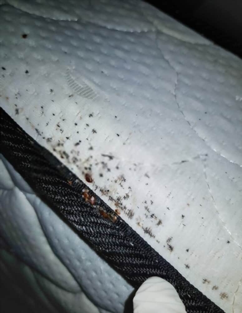 Are Bed Bugs Visible On Clothes at Tammy Roosa blog