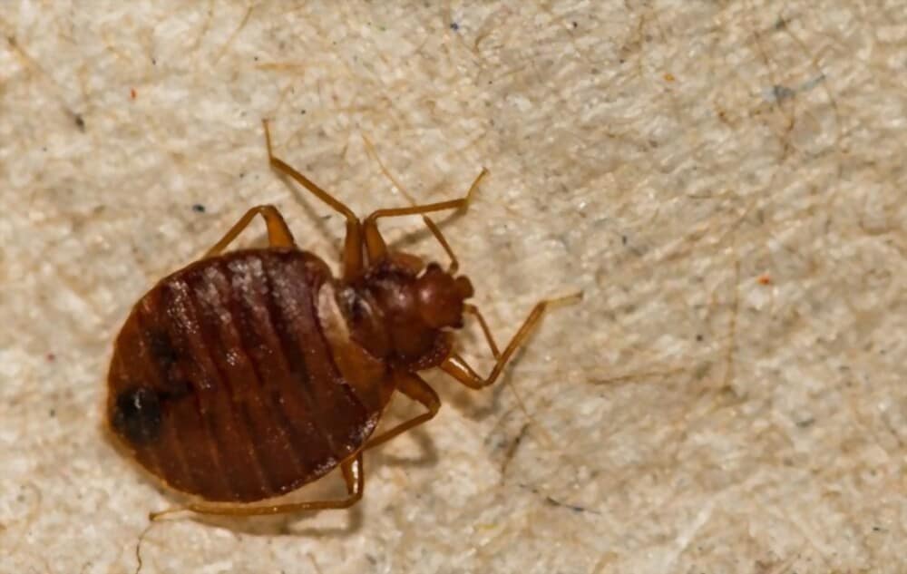 How Long Do Bed Bugs Live On Clothes