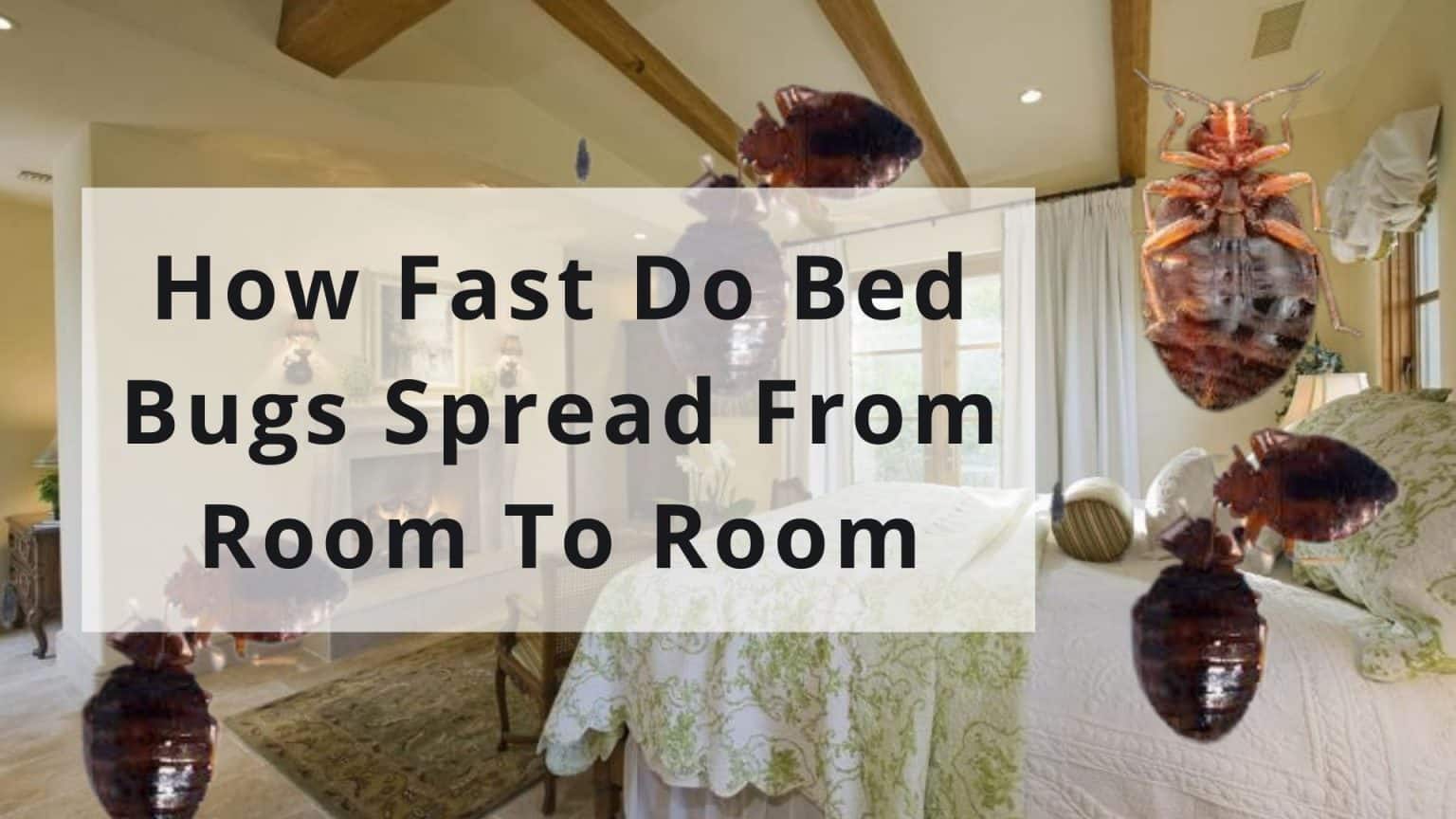 How Fast Do Bed Bugs Spread From Room To Room - How Gem