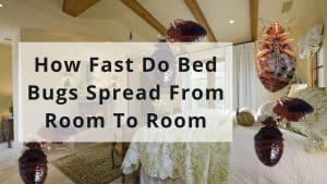 How Fast Do Bed Bugs Spread From Room To Room