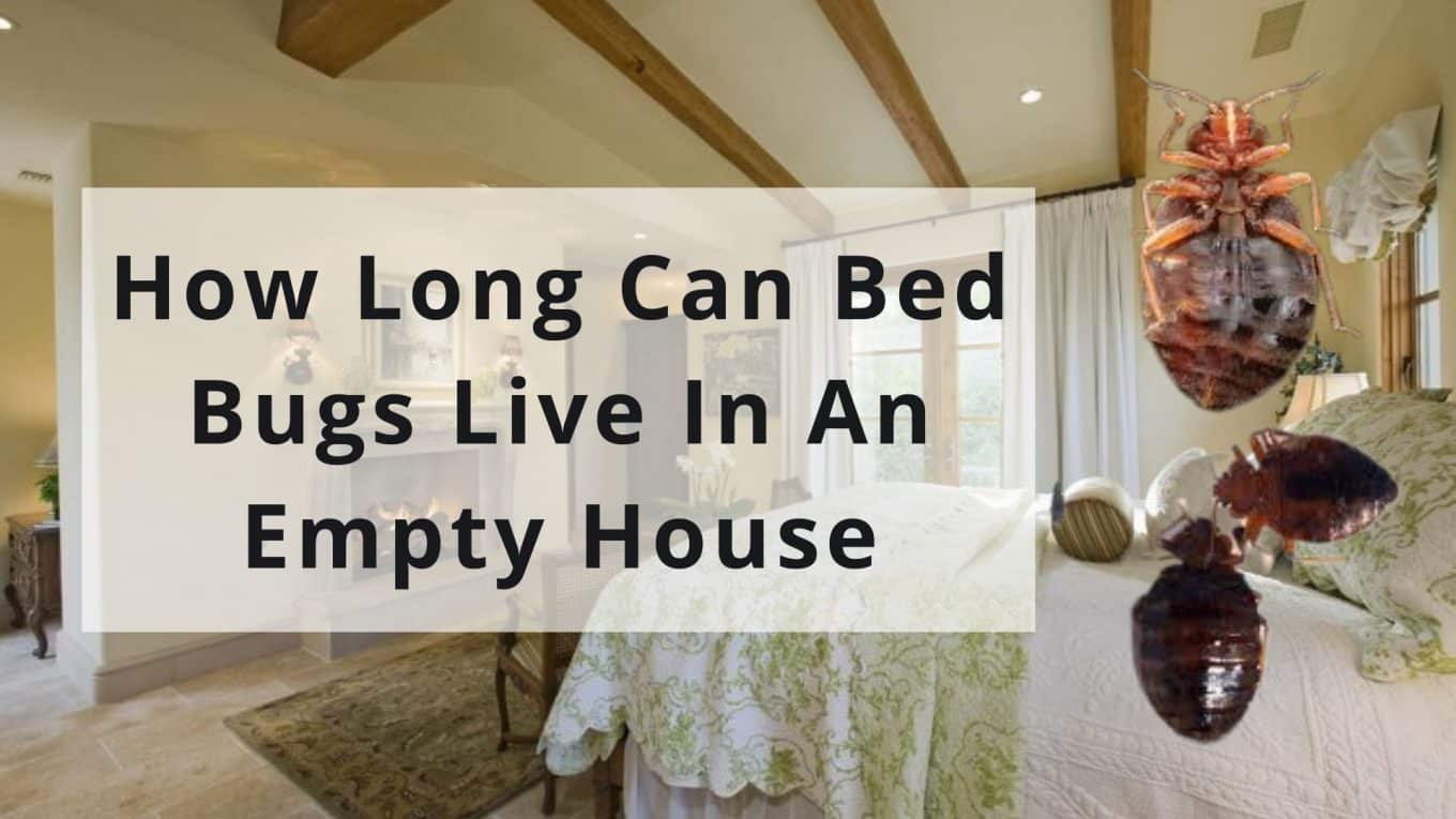 How Long Can Bed Bugs Live In An Empty House