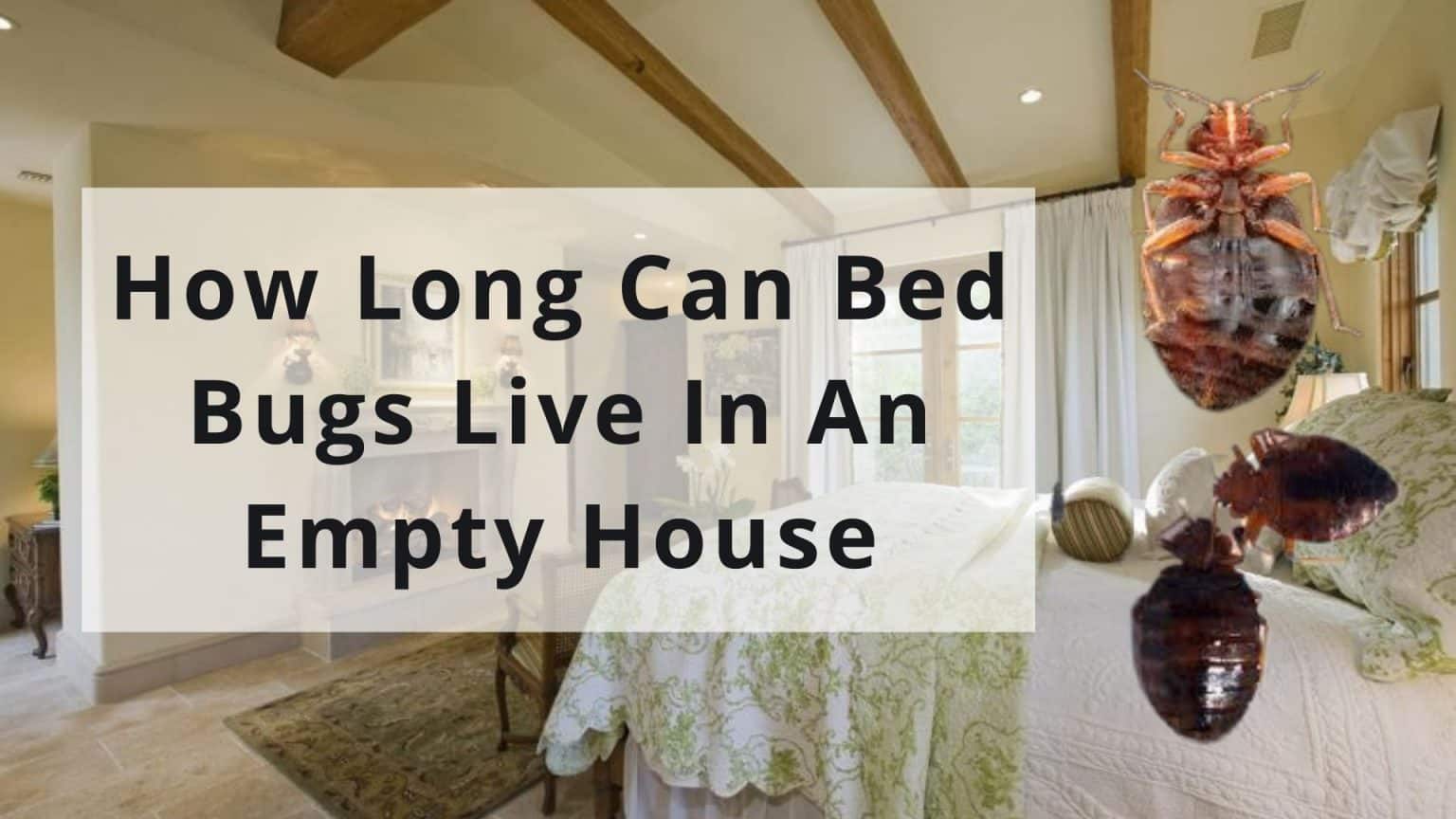 How Long Can Bed Bugs Live In An Empty House How Gem