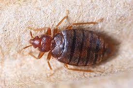 Will Bed bugs die without feeding your blood?