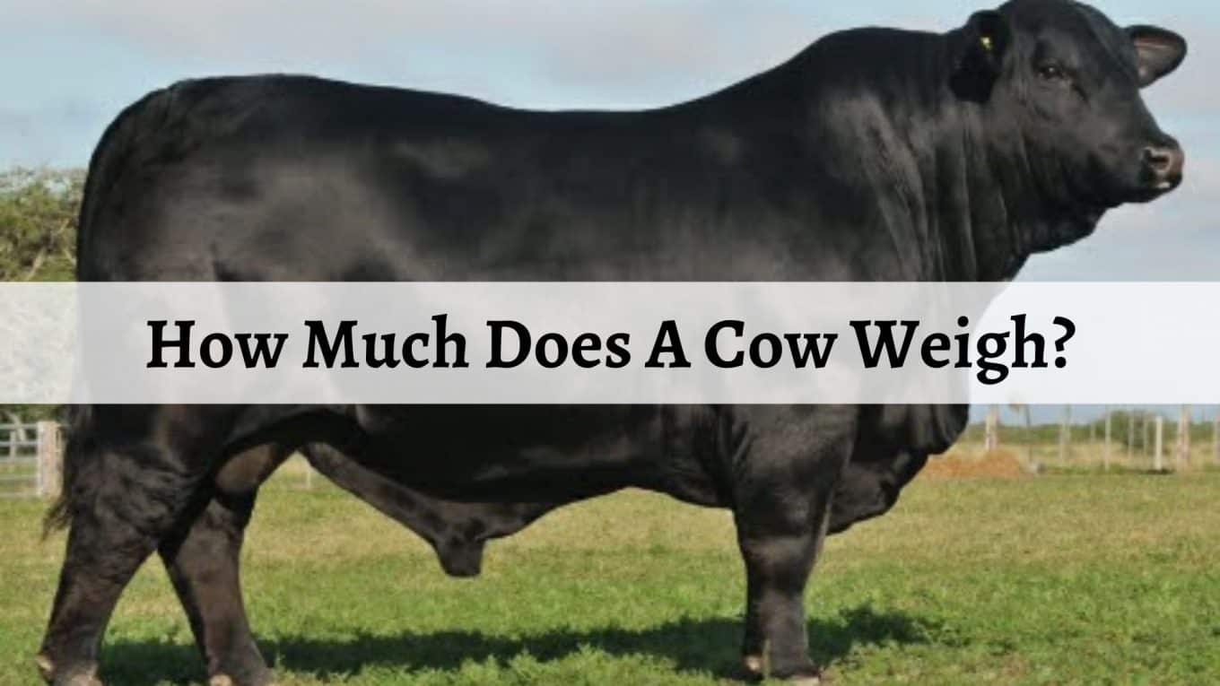 How Much Does A Cow Weigh