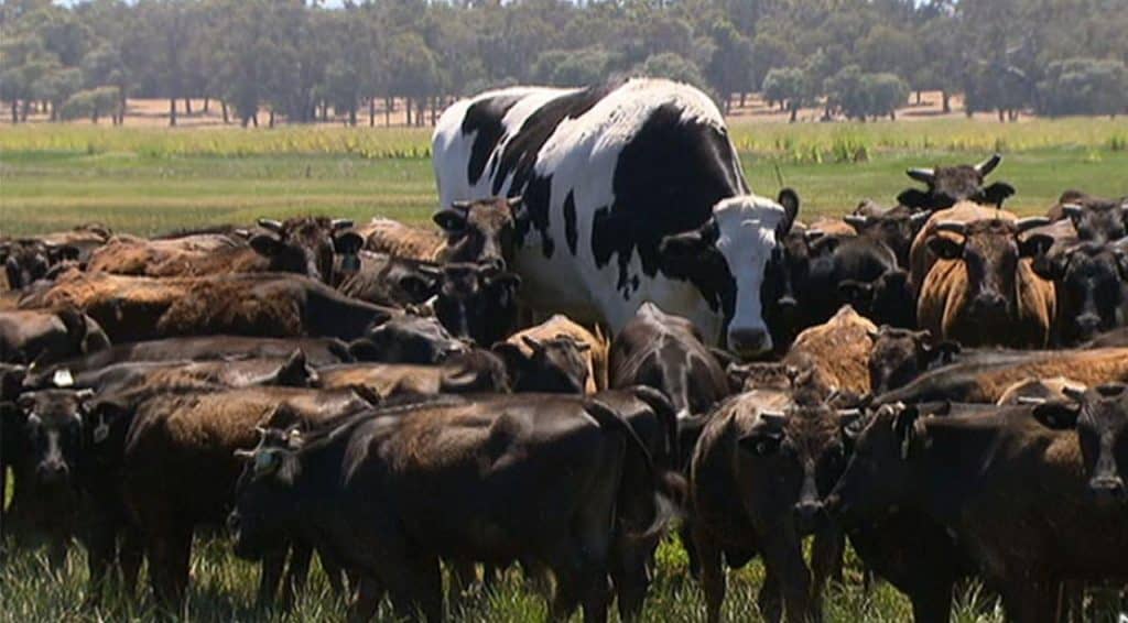 The Largest Cows in the World: