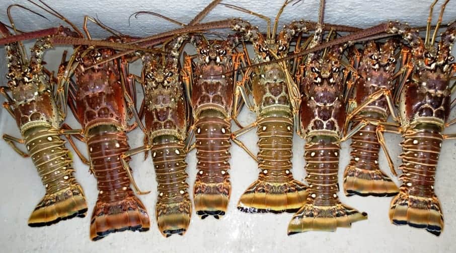 How Long Can Lobsters Live Out of Water?