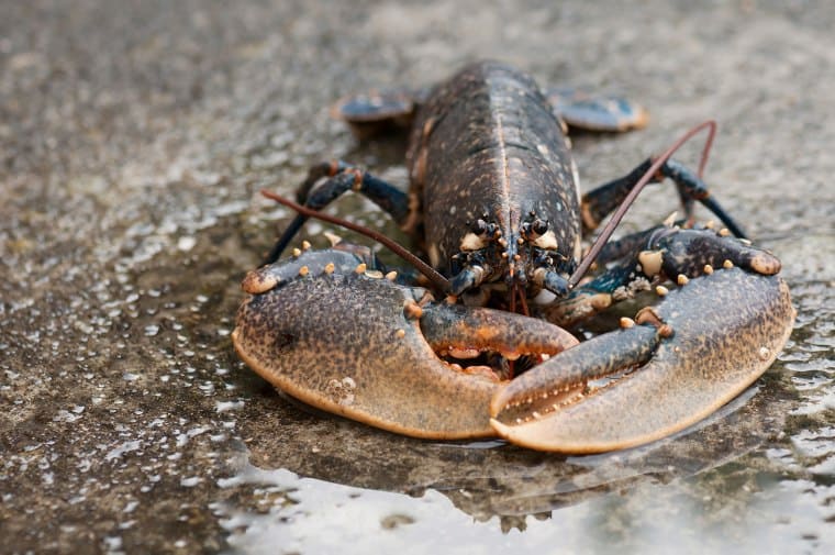 How Long Can Lobsters Live Out of Water? 