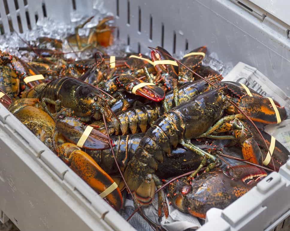 How Long Can Lobsters Live in The Fridge