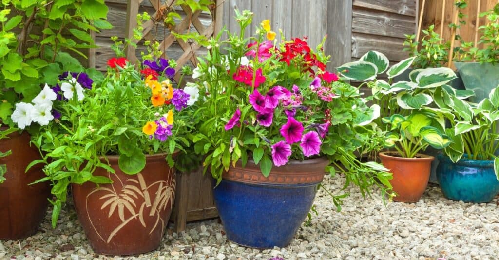 How Long Can Potted Flowers Go Without Water?