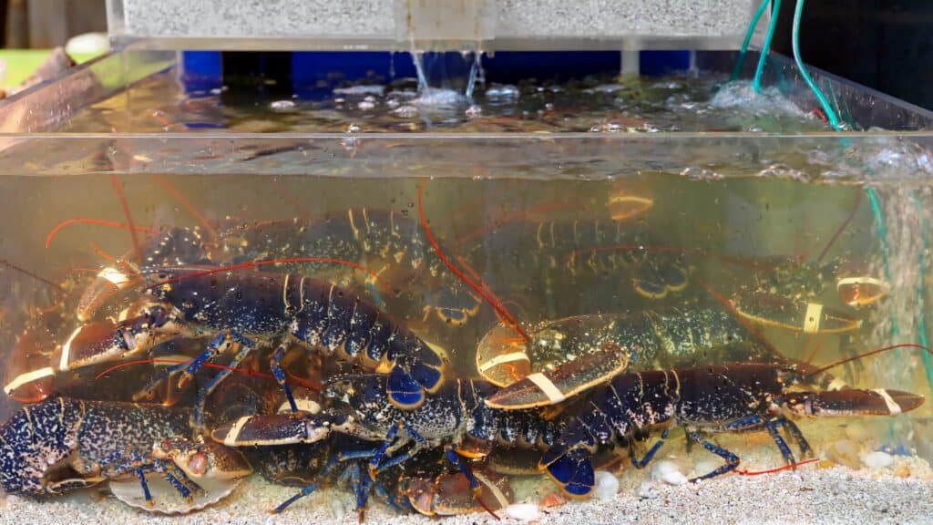 How to Store Live Lobster Before the Delicious End Result?