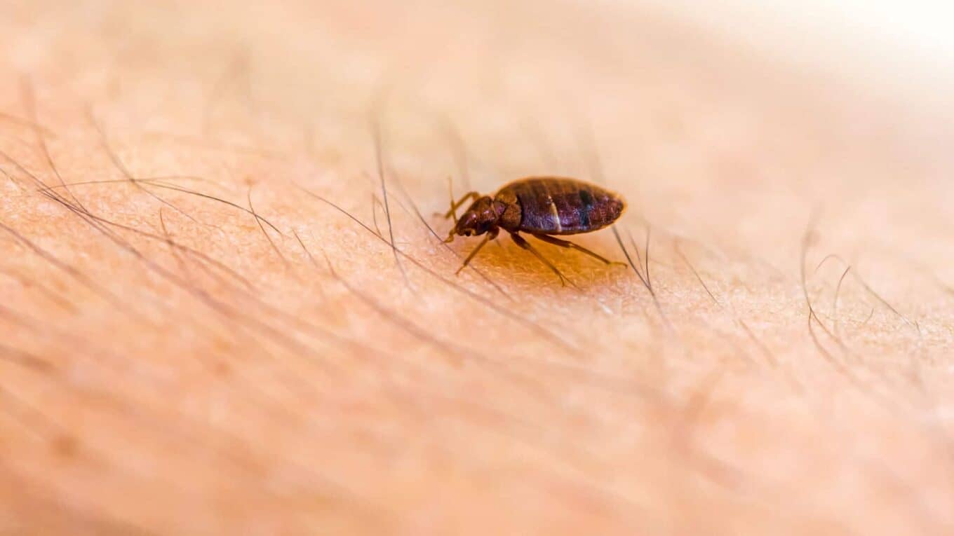 What to Do About Bed Bugs?