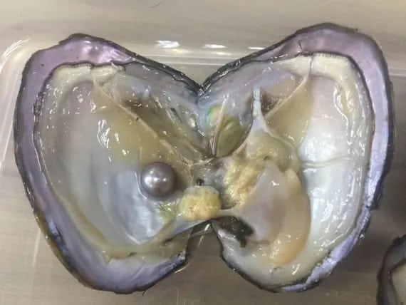 How To Find A Pearl In An Oyster