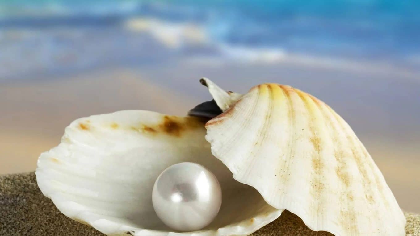 What Is A Shell Pearl