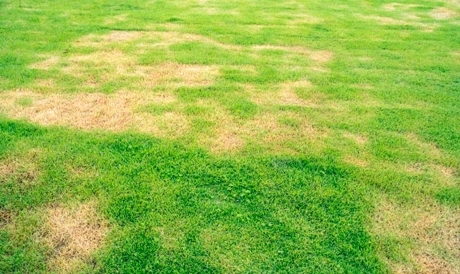 Professional Lawn Fungus Treatment Services