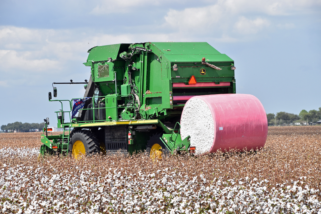 5 Common Cotton Harvesting Mistakes and How to Avoid Them