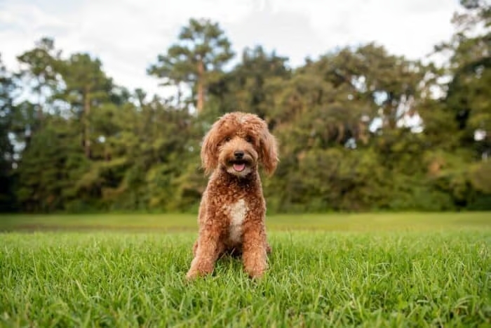 Discover the Unique Personality Traits of Mini Goldendoodle Puppies
