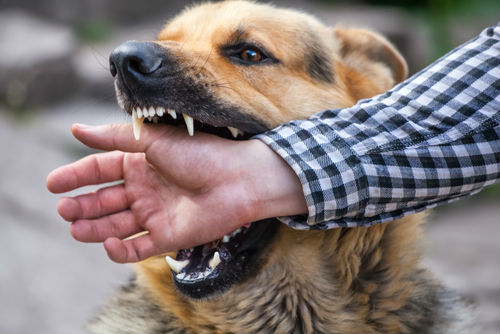 A First-timer’s Guide to Dog Bite Injury Lawsuits