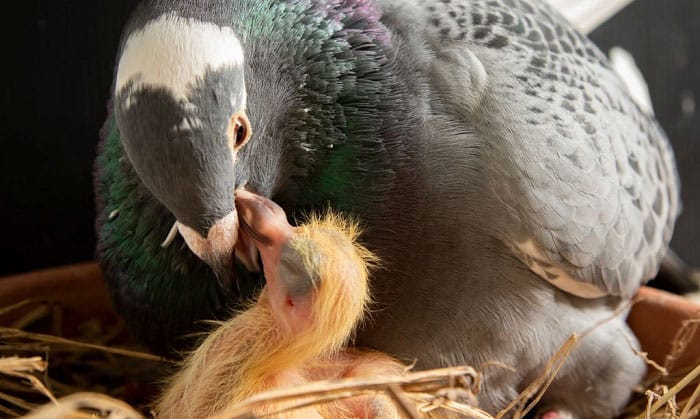 Can a Baby Pigeon Drink Water?