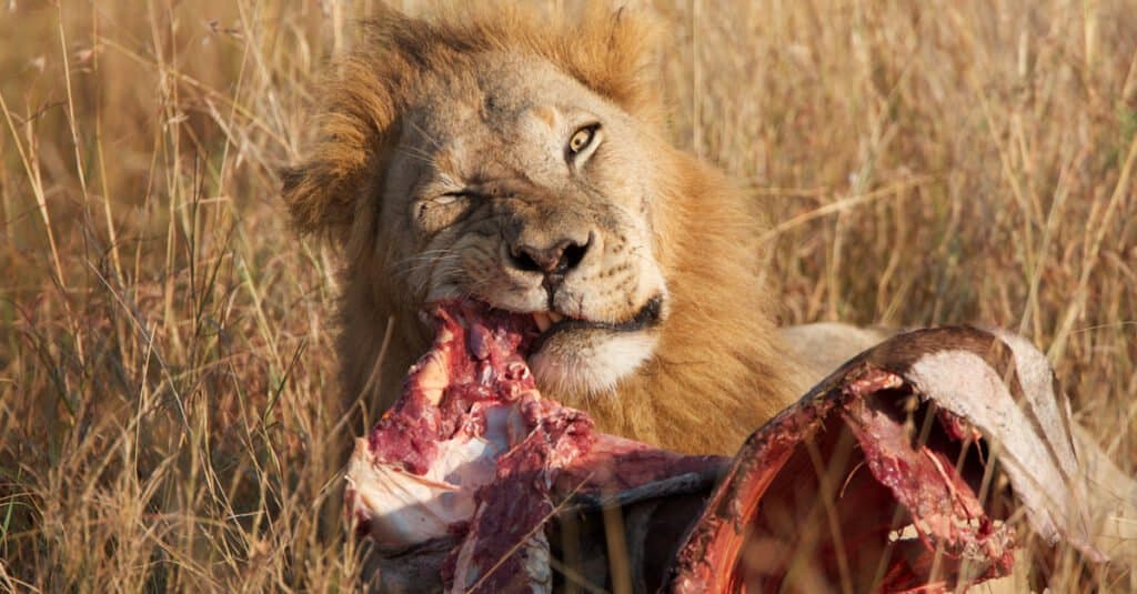 How Long Can A Lion Go Without Eating