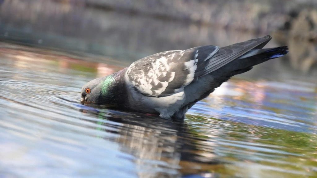 Do Pigeons Need to Drink Water?