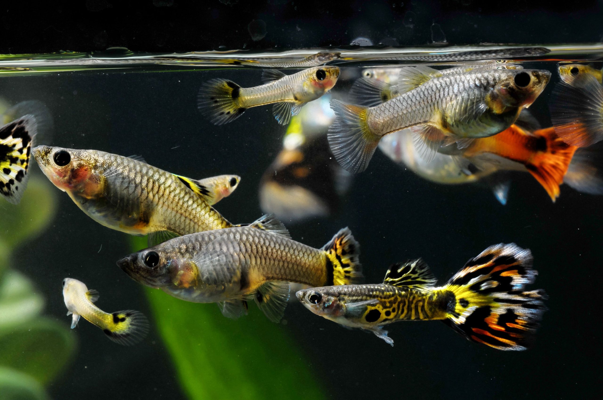 How Long Can Guppies Go Without Food Keep Fish Healthy & Active! How Gem