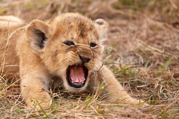 How Long Can a Baby Lion Live Without Food