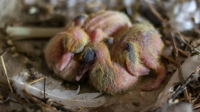 How Long Can a Baby Pigeon Live Without Food