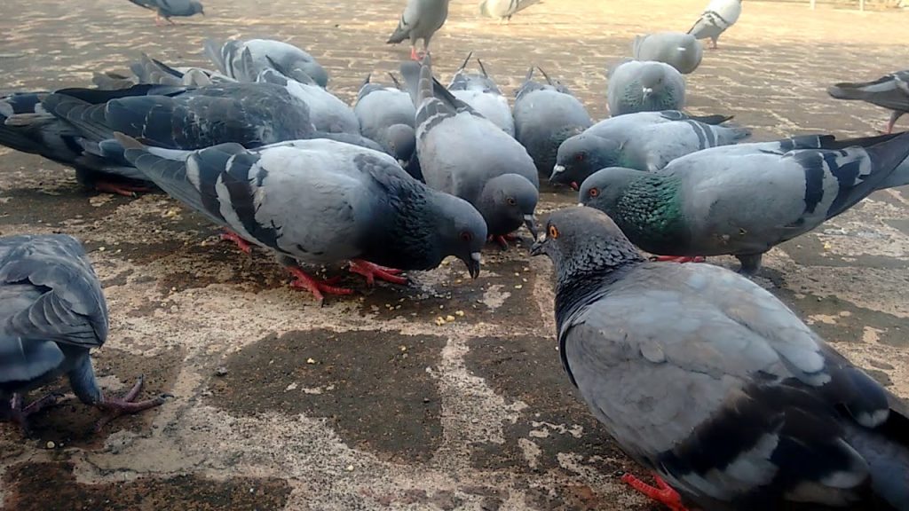 How Long Can a Bird Survive Without Food or Water? 