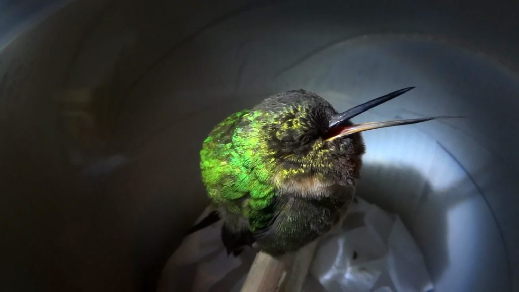 How Can Hummingbirds Conserve Energy? 