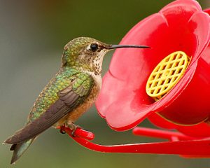 How Long Can A Hummingbird Go Without Food