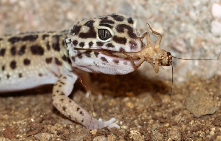 How Long Can A Leopard Gecko Go Without Food