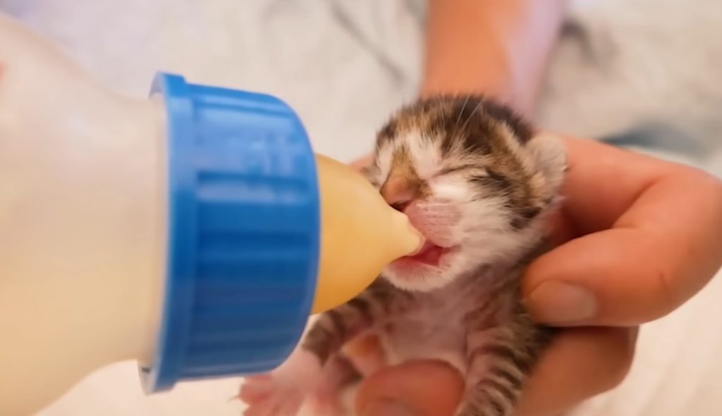 How Long Can A Newborn Kitten Go Without Eating