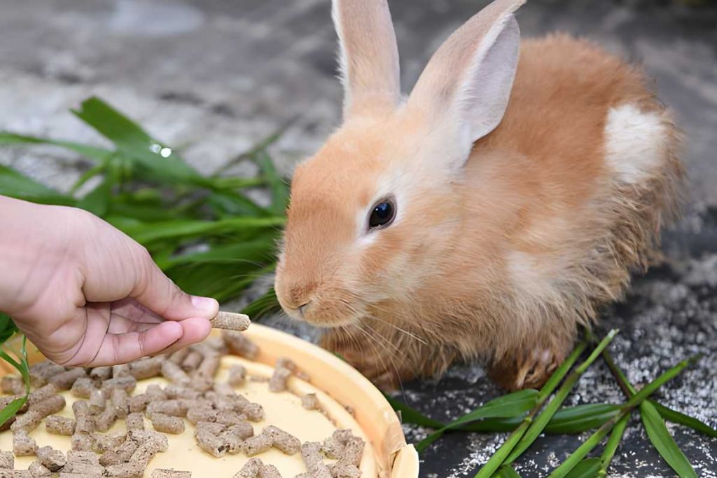 How Long Can A Rabbit Go Without Eating? 