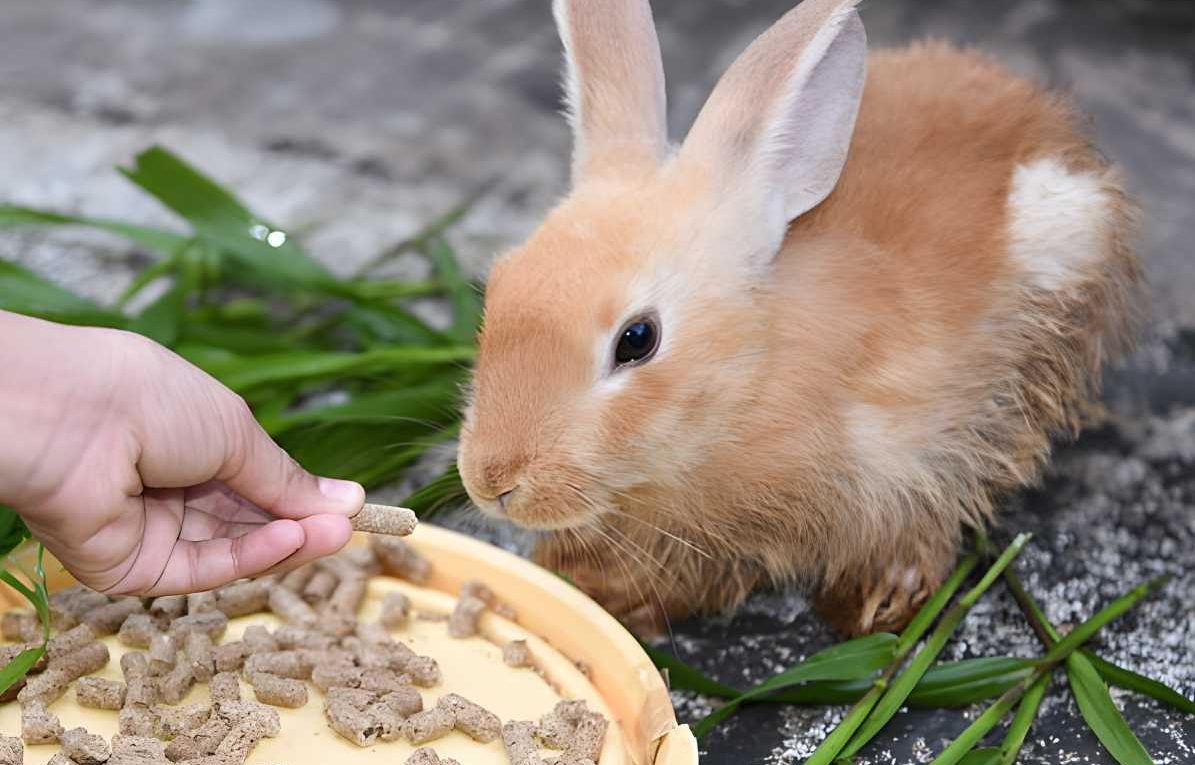 How Long Can A Rabbit Go Without Eating? 