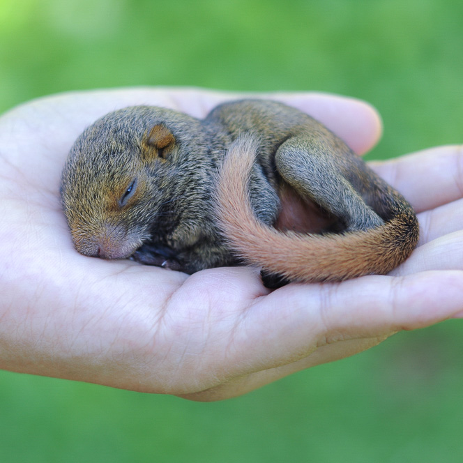 How Long Can Baby Squirrels Live Without Their Mother