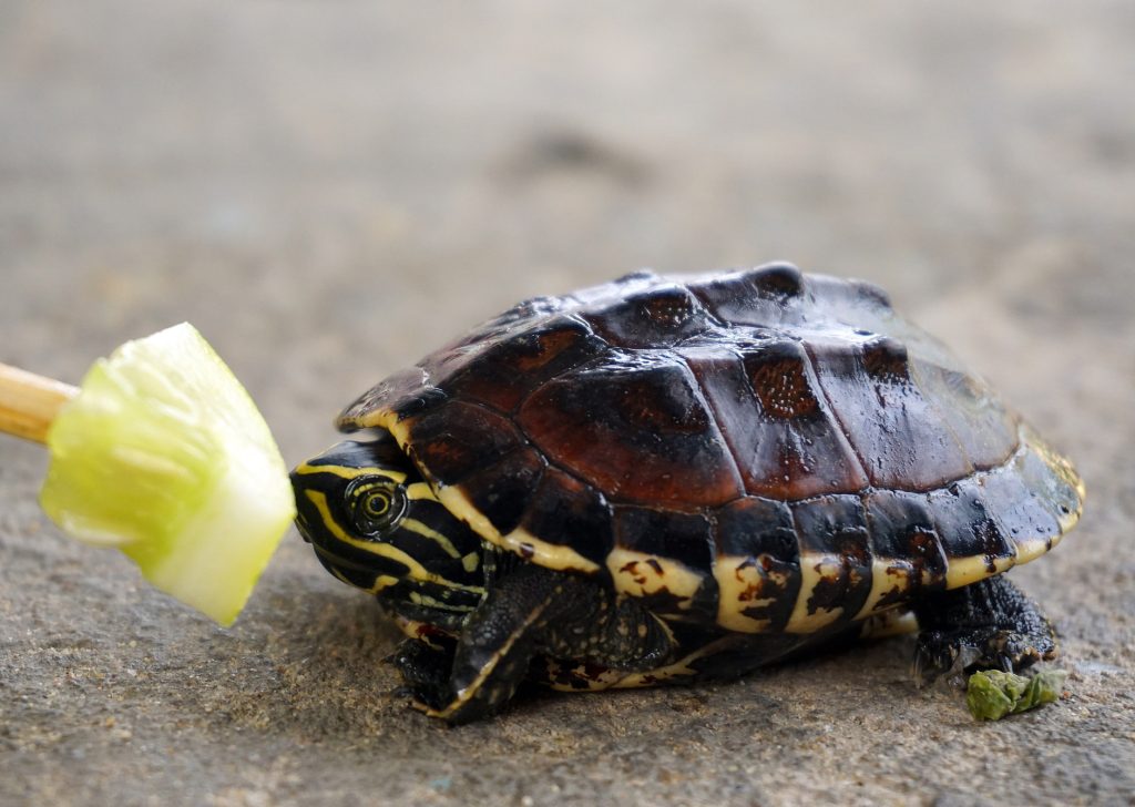 How Long Can Baby Turtles Live Without Food?