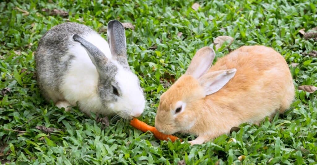 How Long Can Bunnies Go Without Food