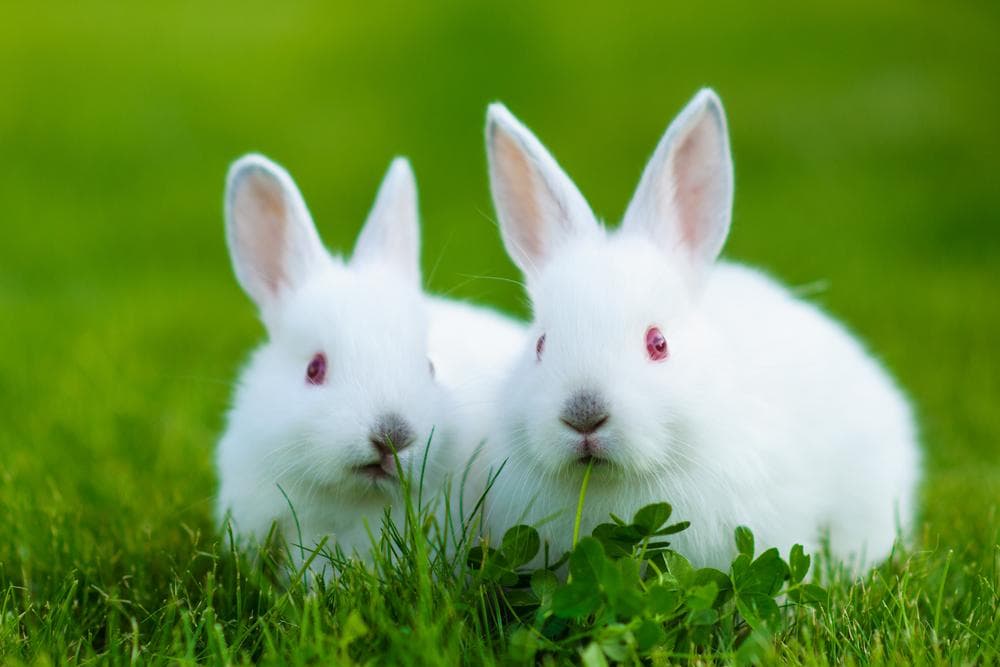 How Long Can Bunnies Go Without Food