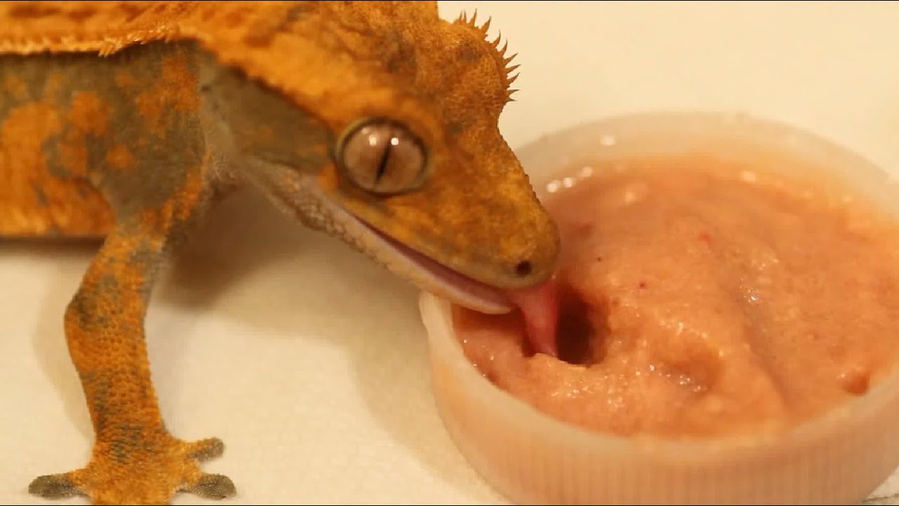 How Long Can Crested Geckos Go Without Food