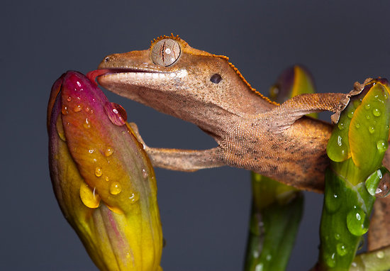 How Long Can Crested Geckos Go Without Water?