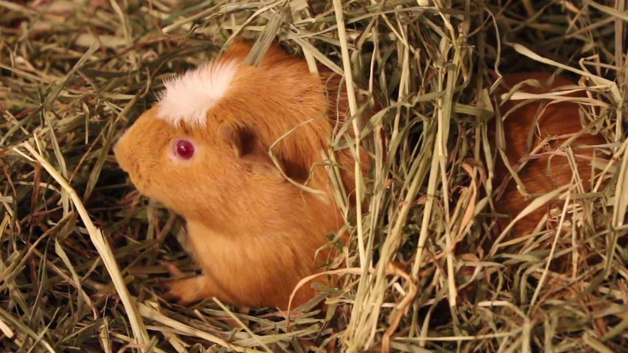 How Long Can Guinea Pigs Go Without Hay?