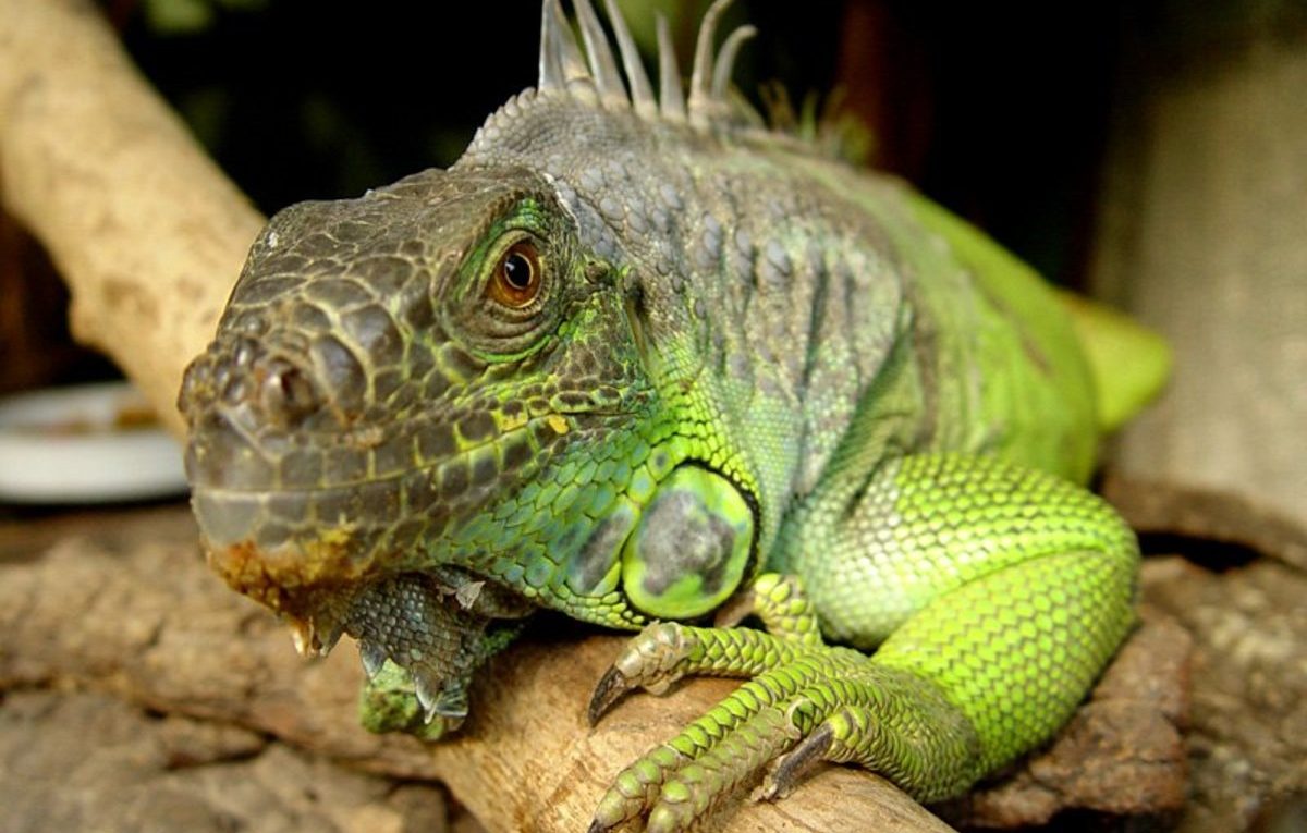 How Long Can Lizards Live Without Food