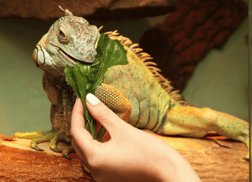 How Long Can Lizards Live Without Food