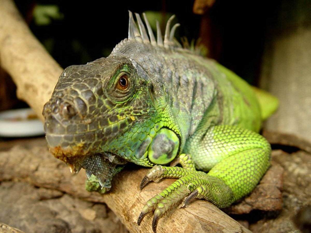 How Long Can Lizards Live Without Food Keep Your Reptiles Healthy