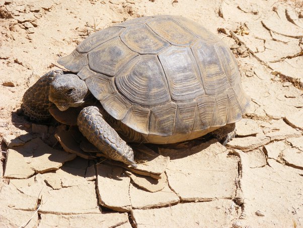 How Long Can Tortoises Go Without Water? 