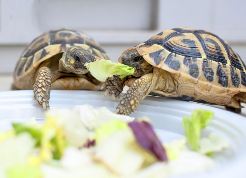 How Long Can Turtles Live Without Food