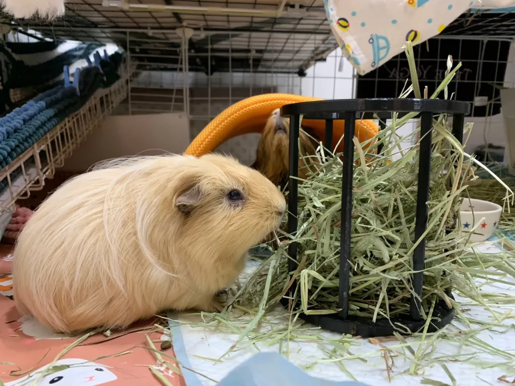 How To Choose The Right Hay For Guinea Pig